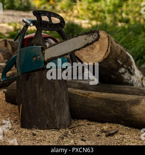 Lumberman utilizzando una motosega segatura di legno secco giacente sul terreno. Foto Stock