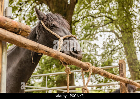 Horse markete scena nazionale periodo di vendita per high end animali nella ricca campagna. Colleghi e aperto. Foto Stock