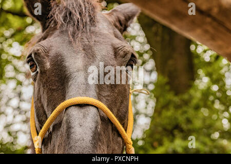 Horse markete scena nazionale periodo di vendita per high end animali nella ricca campagna. Colleghi e aperto. Foto Stock