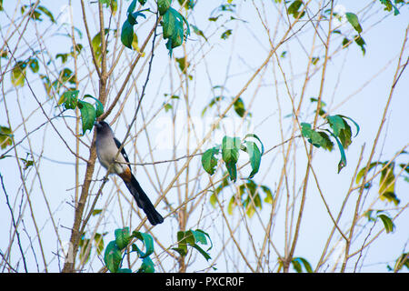 Rufous Treepie (Dendrocitta vagabunda) Bird dal Nepal Foto Stock