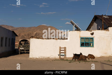 Capre a piedi da un dipinto di bianco in casa di villaggio Bulunkul, Bulunkul, il Pamir Highway, Gorno Badakshan, Tagikistan Foto Stock