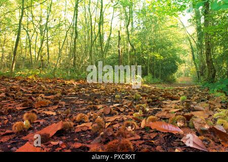 Le castagne e foglie di autunno coperchio percorso di bosco attraverso vivaci verdi alberi Foto Stock