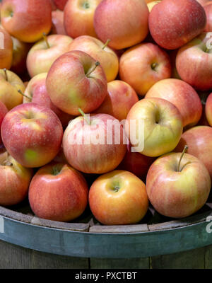 Rosso, mele mature in un barile. Foto Stock