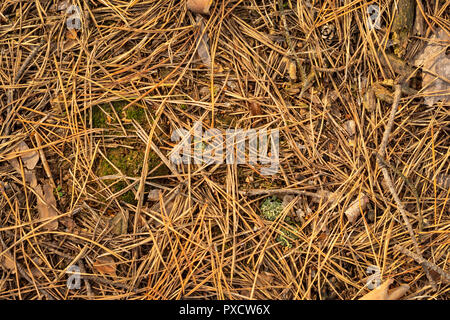 Coni di caduti e di aghi di abete in autunno giacciono sull'erba e muschio close up. Copia di sfondo spazio. Foto Stock