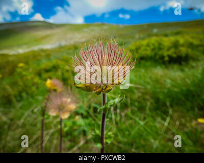 Hairy semi di Alpine avens, nome latino Geum montanum Pelister nel parco nazionale in Macedonia Foto Stock