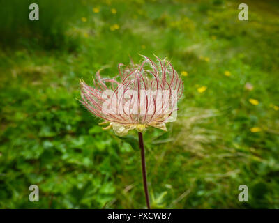 Hairy semi di Alpine avens, nome latino Geum montanum Pelister nel parco nazionale in Macedonia Foto Stock