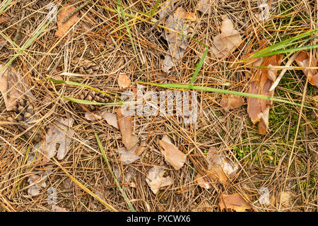 Coni di caduti e di aghi di abete in autunno giacciono sull'erba e muschio close up. Copia di sfondo spazio. Foto Stock