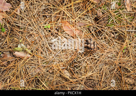 Coni di caduti e di aghi di abete in autunno giacciono sull'erba e muschio close up. Copia di sfondo spazio. Foto Stock