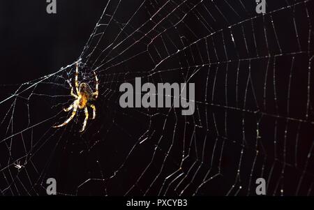 Il ragno OrbWeaver Araneus Diadematus, giardino europeo Spider, diadema Spider, Cross Spider su un web in autunno sunshine IL REGNO UNITO. Foto Stock