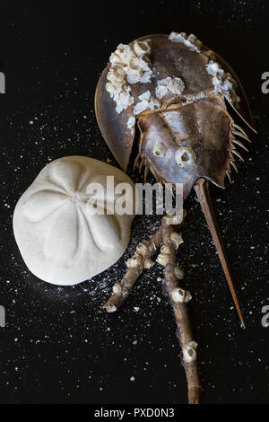 Ferro di Cavallo americano granchio, Limulus polyphemus, incrostati di cirripedi disposti con un biscotto di mare Sand dollar e un ramo adornata con cirripedi. Foto Stock