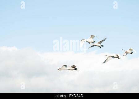 Un piccolo gregge di Trumpeter cigni in volo contro un cielo blu Foto Stock