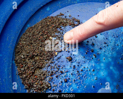 Oro corso di panning per visitatori e turisti sul Mennock acqua vicino Wanlockhead, Scozia. Foto Stock