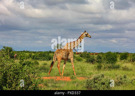 Giraffa africana sul masai Mara kenya africa Foto Stock