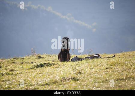 Abbandonata, bloodhound triste in montagna Foto Stock