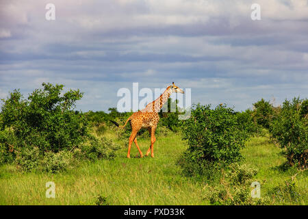 Giraffa africana sul masai Mara kenya africa Foto Stock