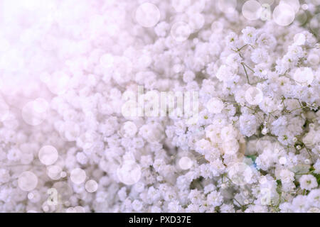 Piccoli fiori bianchi. Paniculata Flamingo Foto Stock