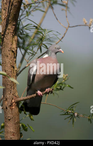 Woodpigeon Columba palumbus, singolo adulto arroccato nella struttura ad albero. Presa può. Lea Valley, Essex, UK. Foto Stock