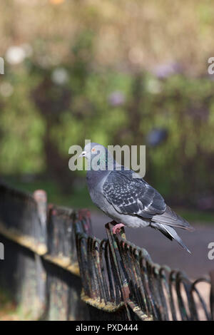 Piccioni selvatici, Columba livia, singolo adulto appollaiato sulla recinzione. Presa di ottobre. Regent's Park di Londra, Regno Unito. Foto Stock