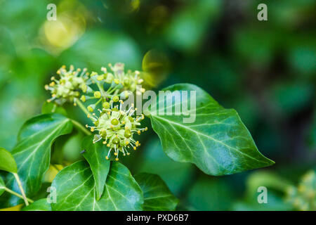 Blooming hedera in autunno Foto Stock