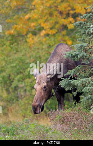 Alci femmina nel Parco Kincaid Anchorage in Alaska Foto Stock