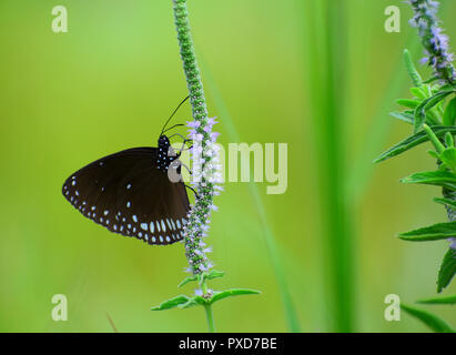 Indian Crow / Nero Butterfly Foto Stock