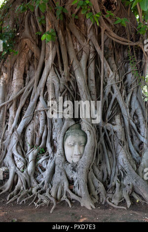 Testa di Buddha in radici di albero. Wat Mahathat Tempio. Ayutthaya. Della Thailandia Foto Stock