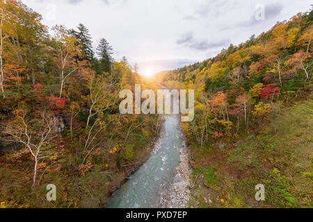 Albero colorato in autunno Shirahige vicino alla cascata, Biei,, Giappone Foto Stock