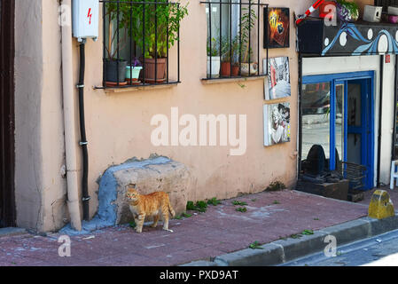 Istanbul, Turchia, 20 settembre 2018. Gatto rosso in piedi sul marciapiede vicino all'entrata a un piccolo cafe. Foto Stock