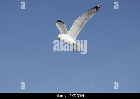 Il Fliying seagull su sky e spensierato Foto Stock