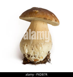 Boletus Edulis Mushroom isolato su sfondo marrone, percorso di clipping incluso in formato jpeg Foto Stock