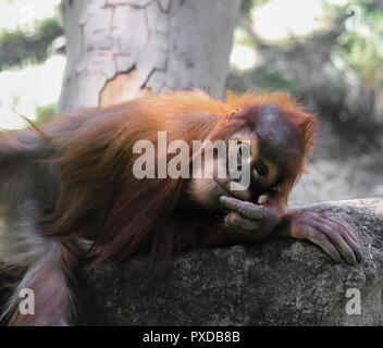 Little baby Orangutan e posa di pensiero su tre a Budapest, Zoo, Ungheria Foto Stock