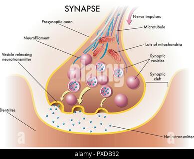 Illustrazione medica di elementi di sinapsi Illustrazione Vettoriale