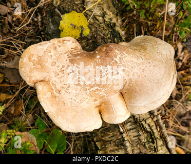 Fomitopsis betulina, birch polypore, staffa di betulla, o un rasoio strop funghi che crescono sui morti silver birch tronco di albero, nei boschi, East Lothian, Scozia, Foto Stock