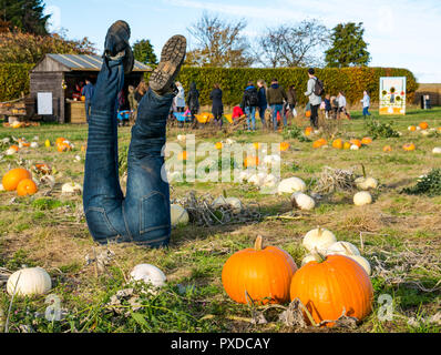 Bizzarre capovolto gambe fittizia nel campo di zucca, East Lothian, Scozia, Regno Unito Foto Stock