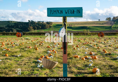 Zucca di scala di pesatura a scegliere il proprio campo di zucca in ottobre, East Lothian, Scozia, Regno Unito Foto Stock