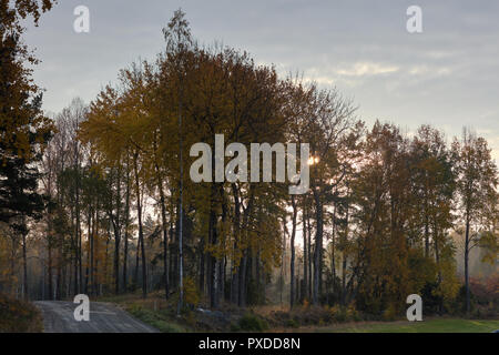 Bella mattina nebuloso forest view in Bogesundslandet vicino a Stoccolma, Svezia Foto Stock