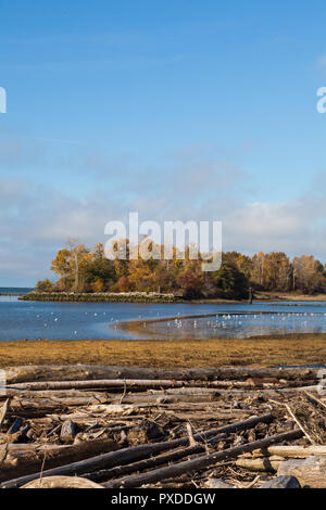 Autunno scena lungo le rive del fiume Fraser nei pressi di Steveston, British Columbia Foto Stock