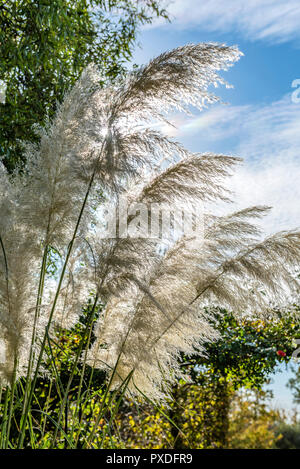 Cortaderia selloana Sunningdale Silver, pampas erba, tussock erba. Foto Stock