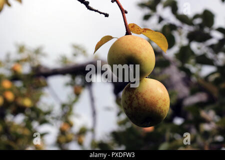 Verde Giallo marrone mele sull'albero in autunno Foto Stock