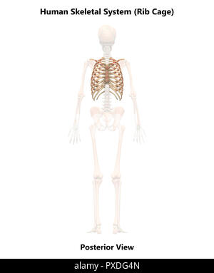 Scheletro umano ossa del sistema vista posteriore anatomia Foto Stock