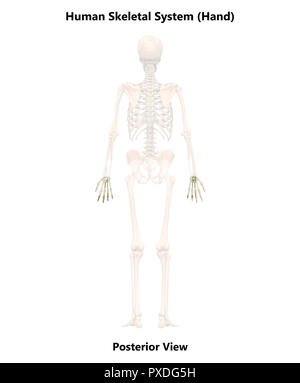 Scheletro umano ossa del sistema vista posteriore anatomia Foto Stock