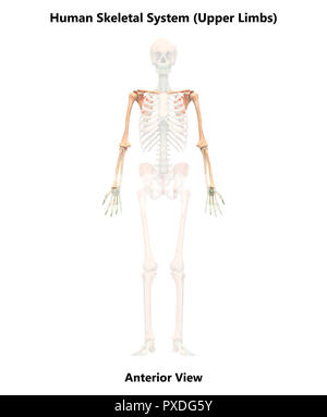 Scheletro umano ossa del sistema vista anteriore anatomia Foto Stock