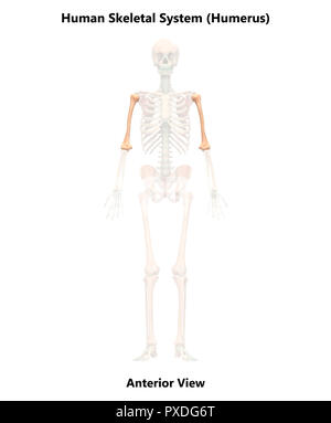 Scheletro umano ossa del sistema vista anteriore anatomia Foto Stock