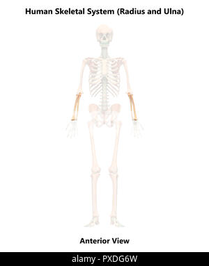 Scheletro umano ossa del sistema vista anteriore anatomia Foto Stock