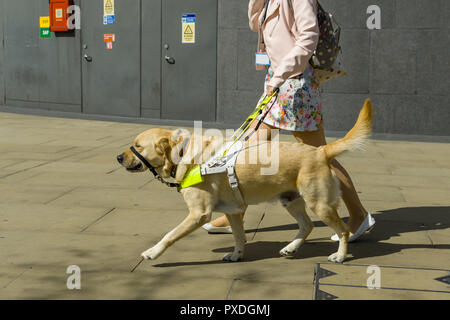 Una femmina di cane guida trainer passeggiate un Golden Retriever al di fuori in una giornata di sole, London, Regno Unito Foto Stock