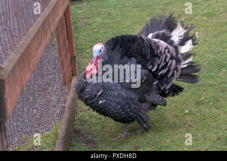 La Turchia domestico è un pazzo cercando grosso uccello Foto Stock