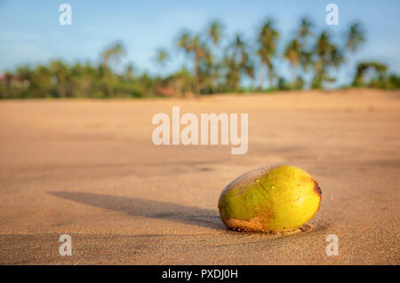 Il Cocco sulla spiaggia Kahandamodara, Sri Lanka Foto Stock