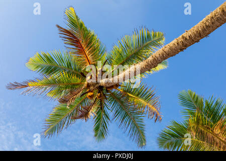 Albero di cocco sulla spiaggia Kahandamodara, Sri Lanka Foto Stock