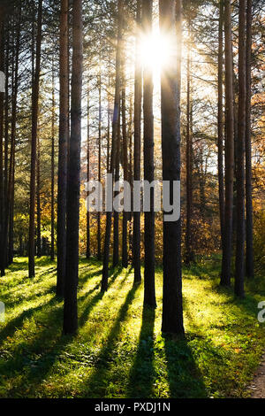 I raggi di sole che splende attraverso gli alberi della foresta. Foto Stock