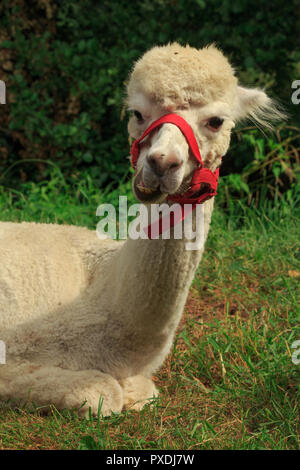 Funny alpaca in posizione di parcheggio Foto Stock